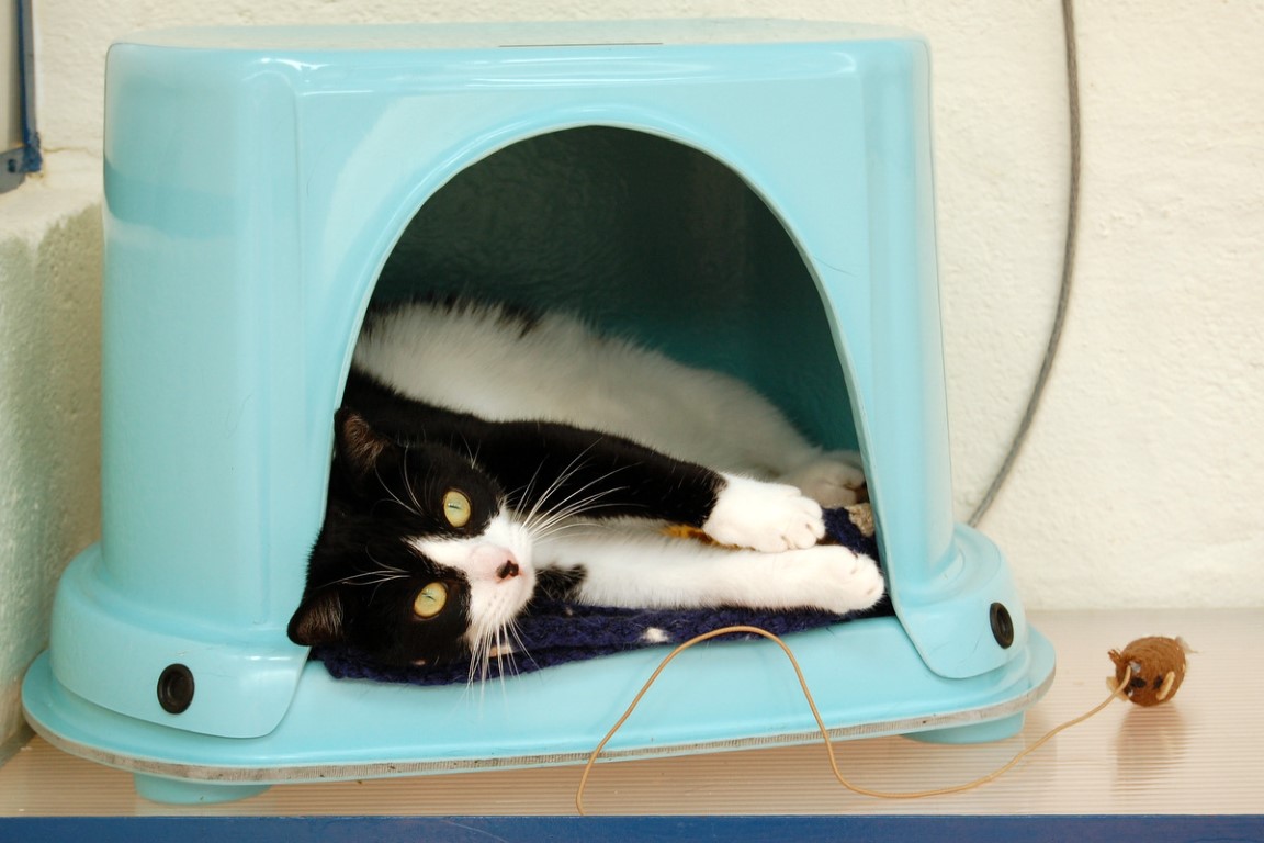 Cat boarding cattery near Elgin, Moray